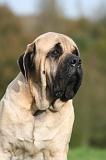 MASTIFF 335